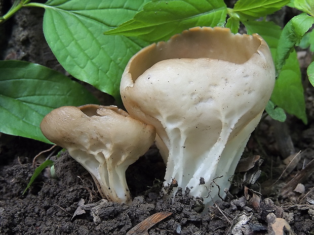 chriapač kalíškovitý Helvella acetabulum (L.) Quél.