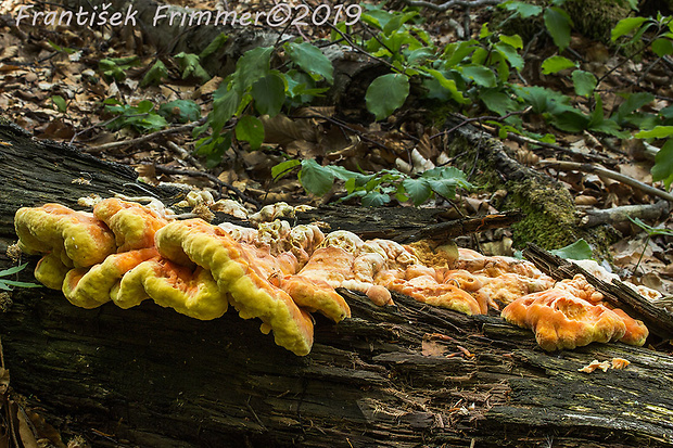 sírovec obyčajný Laetiporus sulphureus (Bull.) Murrill