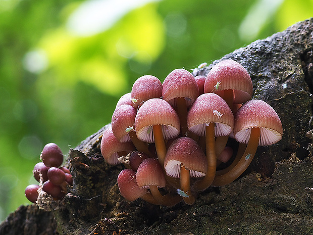 prilbička žltohlúbiková Mycena renati Quél.