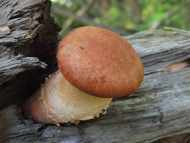 húževnatec pohárovitý Neolentinus schaefferi Redhead & Ginns