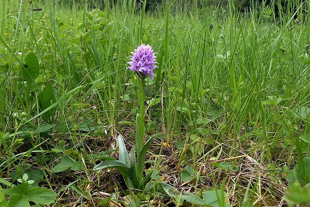 neotinea trojzubá Neotinea tridentata (Scop.) R. M. Bateman, Pridceon et M. W. Chase