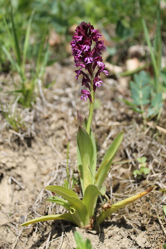 neotinea dietrichova Neotinea x dietrichiana (Bobenh.) H. Kretzschmar Eccarius & H. Dietr.