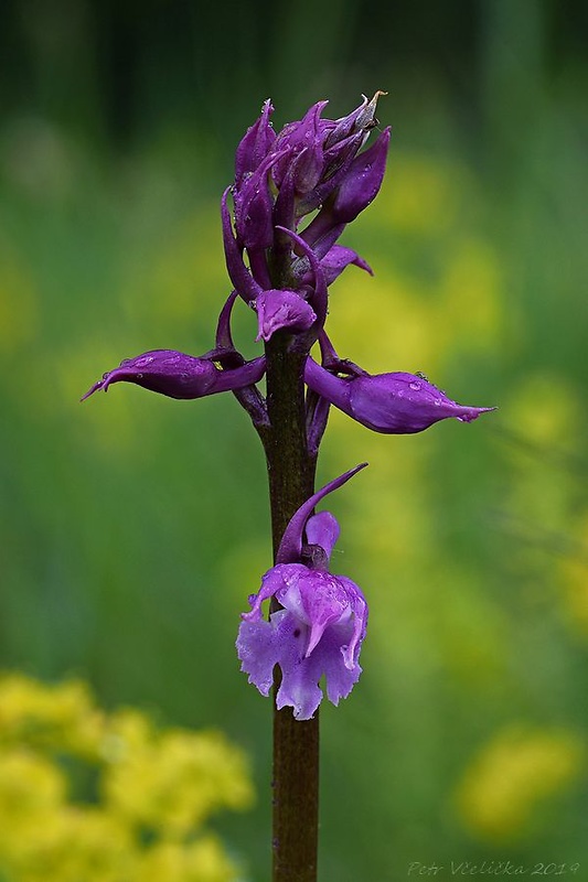 vstavač mužský poznačený Orchis mascula subsp. signifera (Vest) Soó