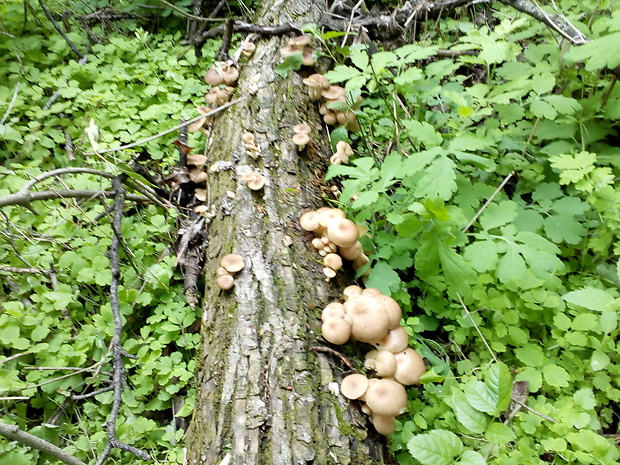 hliva lievikovitá Pleurotus cornucopiae (Paulet) Rolland