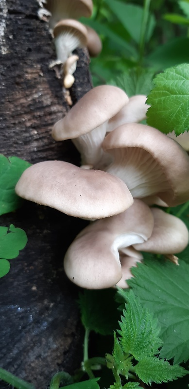 hliva buková Pleurotus pulmonarius (Fr.) Quél.