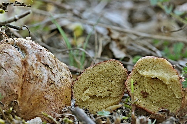 koreňovec Rhizopogon sp.