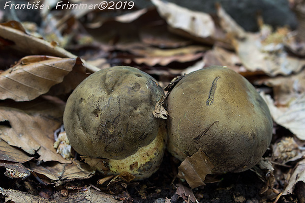 hríb zrnitohlúbikový Sutorius luridiformis (Rostk.) G. Wu & Zhu L. Yang