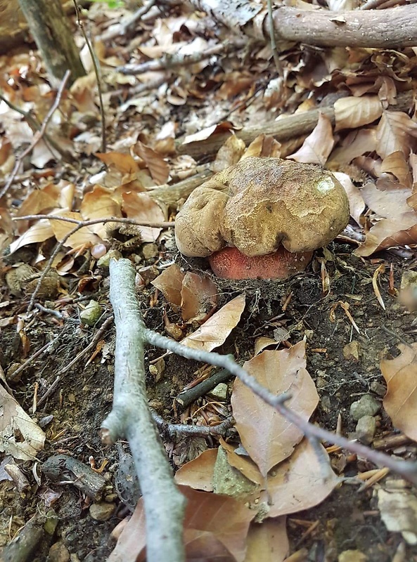 hríb zrnitohlúbikový Sutorius luridiformis (Rostk.) G. Wu & Zhu L. Yang