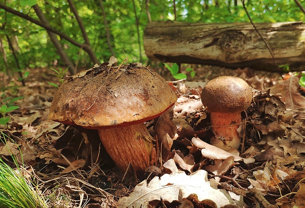 hríb zrnitohlúbikový Sutorius luridiformis (Rostk.) G. Wu & Zhu L. Yang