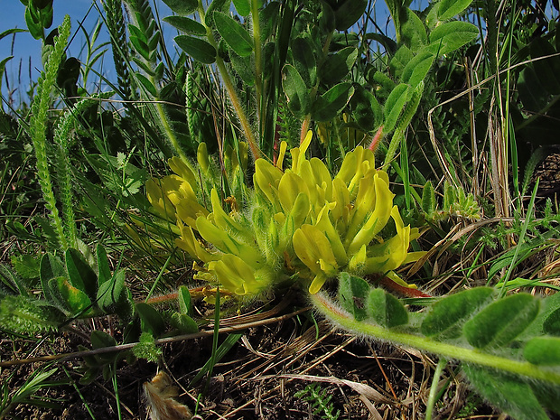 kozinec bezbyľový Astragalus exscapus L.