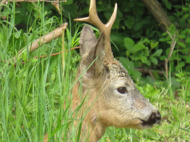 srnec lesný  Capreolus capreolus