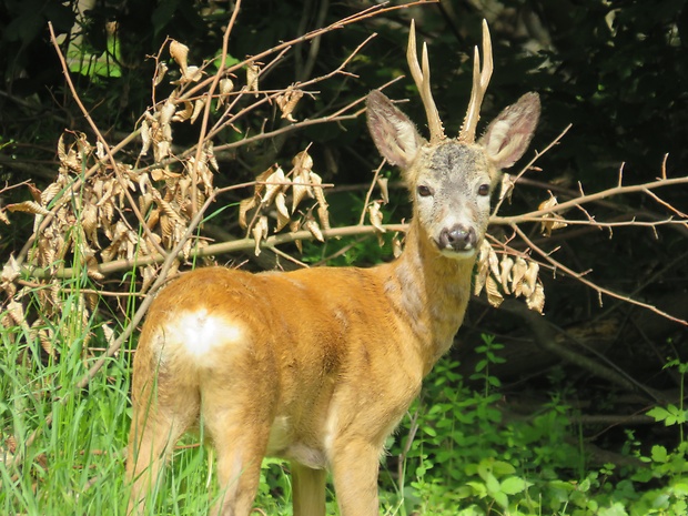 srnec lesný  Capreolus capreolus