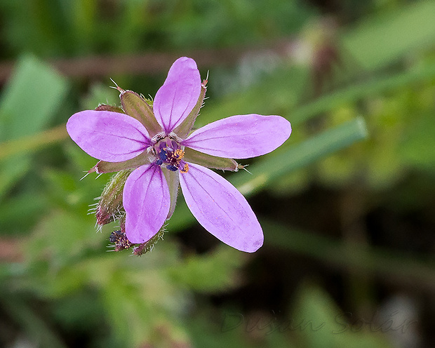 bociannik rozpukovitý Erodium cicutarium (L.) L