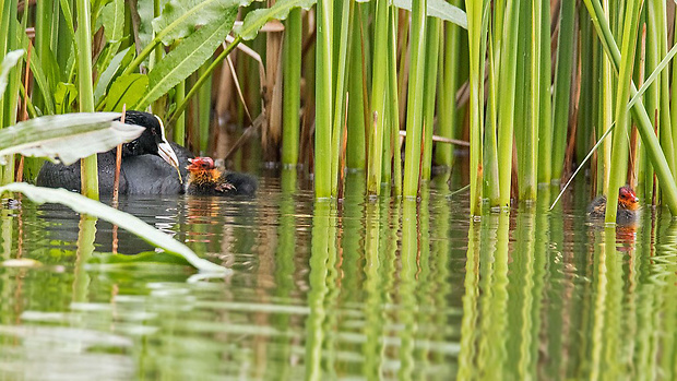 lyska čierna   Fulica atra