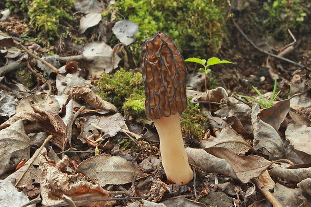 smrčok Morchella sp.