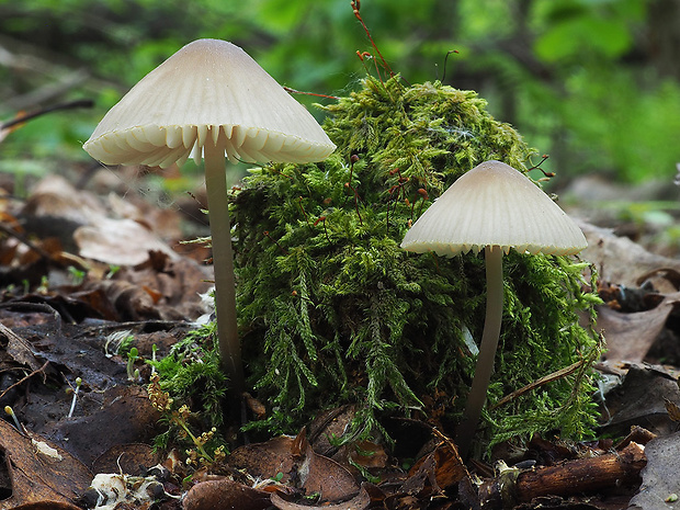 prilbička olivovožltá Mycena arcangeliana Bres.