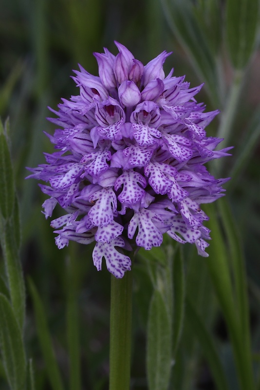 neotinea trojzubá Neotinea tridentata (Scop.) R. M. Bateman, Pridceon et M. W. Chase