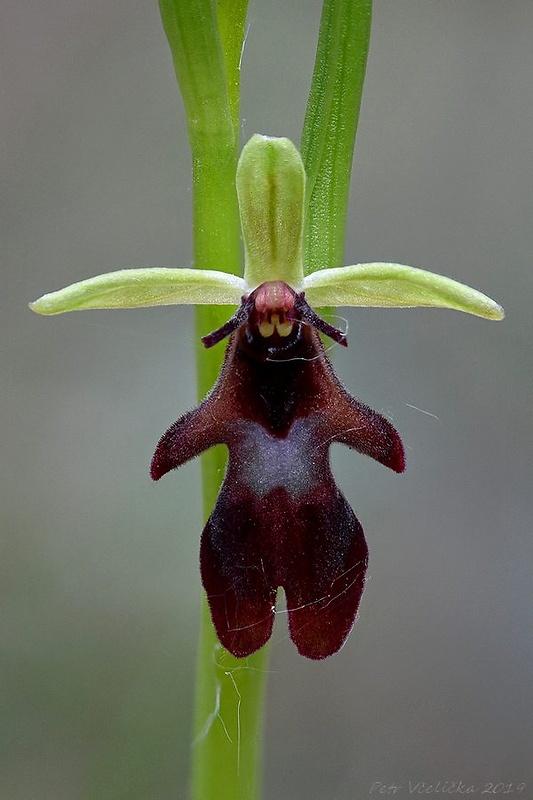 hmyzovník muchovitý Ophrys insectifera L.