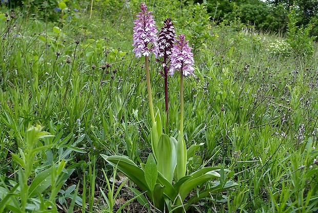 vstavač Orchis × hybrida (Lindl.) Boenn. ex Rchb.