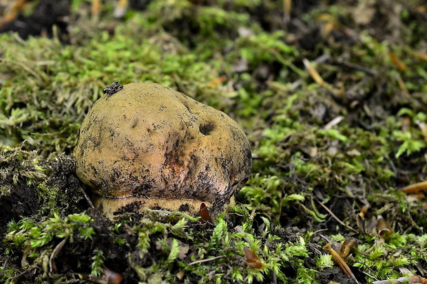 hríb zrnitohlúbikový Sutorius luridiformis (Rostk.) G. Wu & Zhu L. Yang