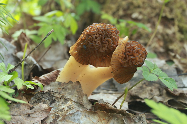 smrčkovec český Verpa bohemica (Krombh.) J. Schröt.