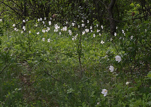 veternica lesná Anemone sylvestris L.