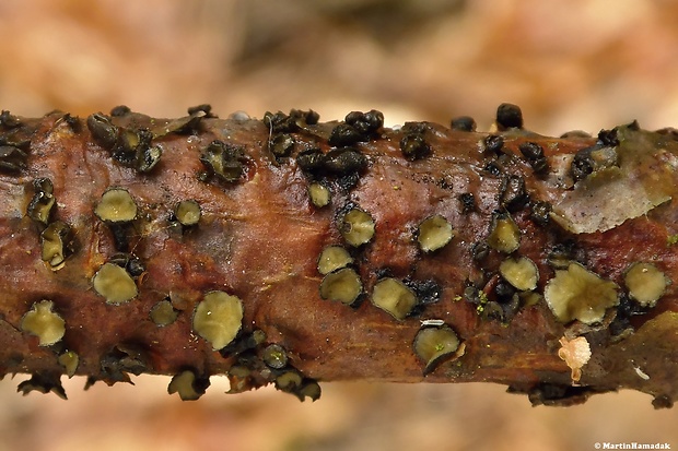 cenangium hrdzavé Cenangium ferruginosum Fuckel