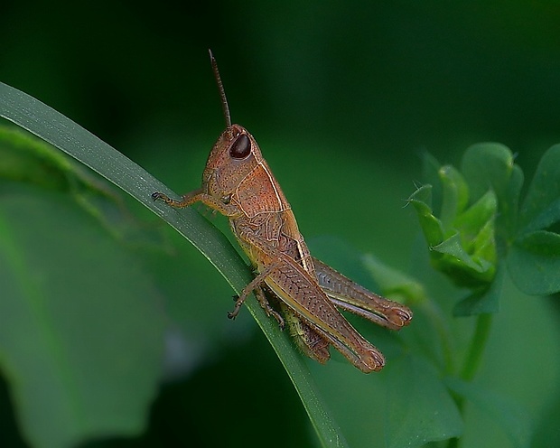 koník lúčny Chorthippus montanus