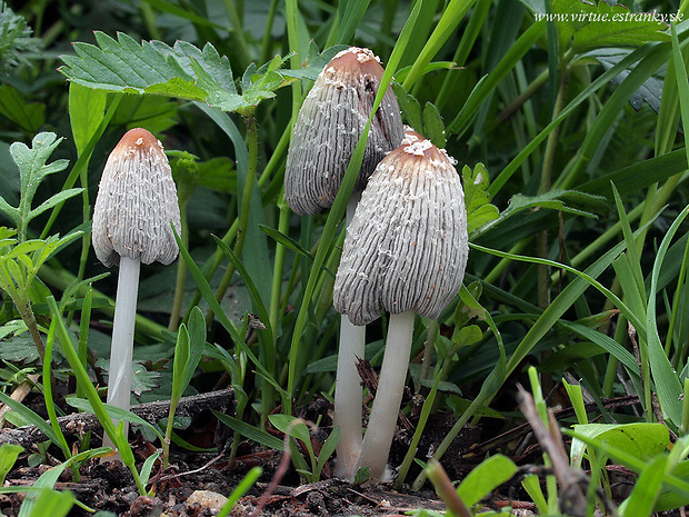 hnojník vločkatý Coprinellus flocculosus (DC.) Vilgalys, Hopple & Jacq. Johnson