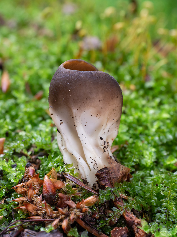 chriapač kalíškovitý Helvella acetabulum (L.) Quél.