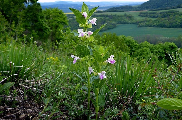 medúnka medovkolistá Melittis melissophyllum L.