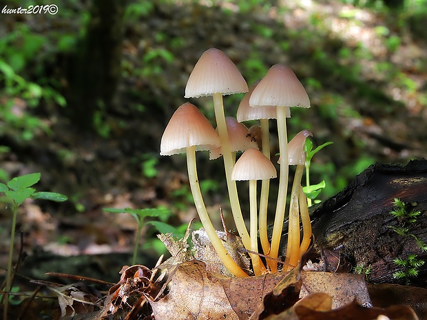 prilbička žltohlúbiková Mycena renati Quél.