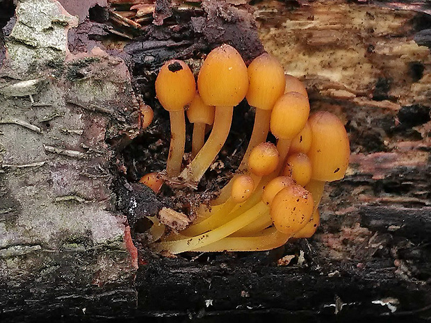 prilbička žltohlúbiková Mycena renati Quél.