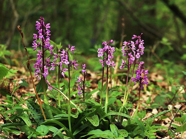 vstavač mužský Orchis mascula (L.) L.