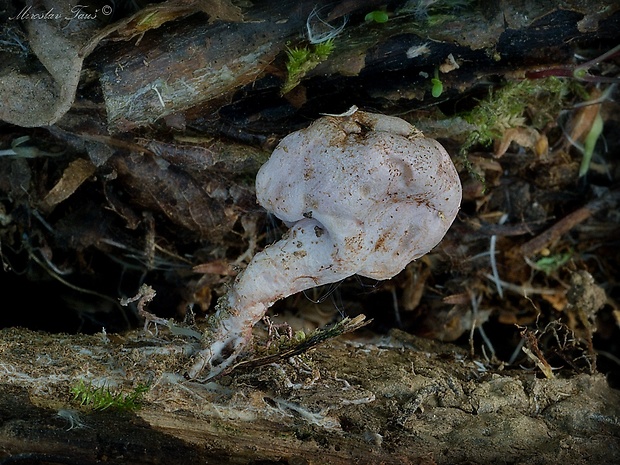 hadovkovec hruškovitý Phallogaster saccatus Morgan