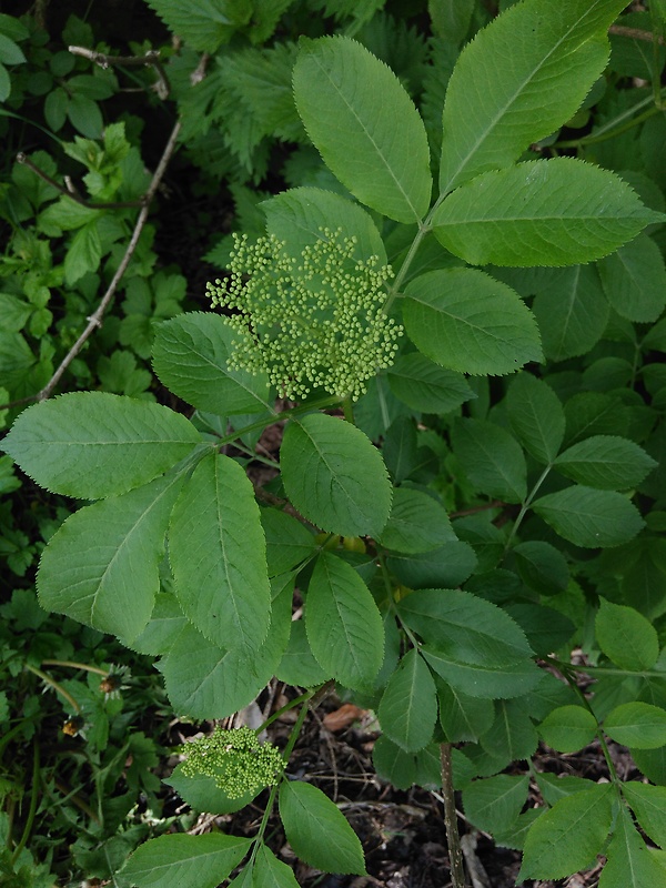 baza čierna Sambucus nigra L.