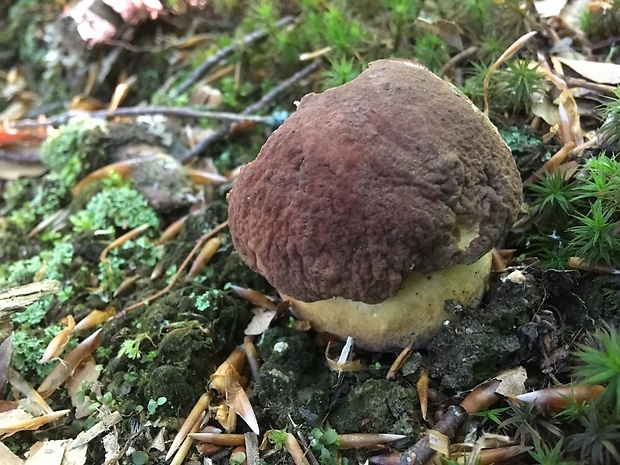 hríb sosnový Boletus pinophilus Pil. et Dermek in Pil.