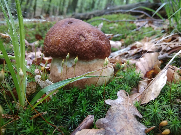 hríb sosnový Boletus pinophilus Pil. et Dermek in Pil.