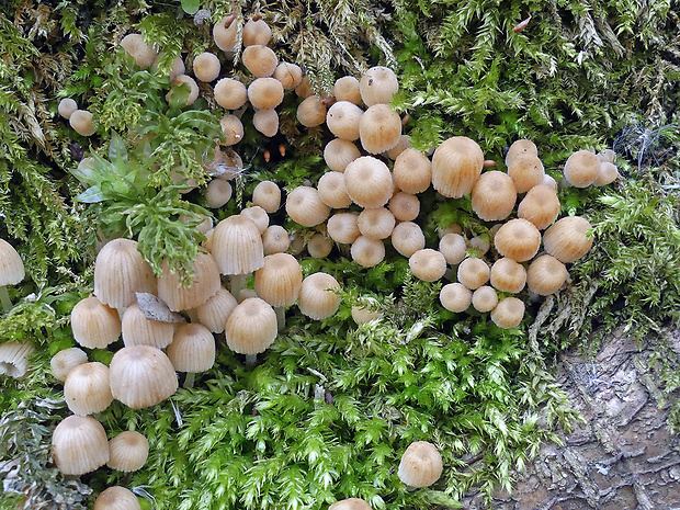 hnojník rozsiaty Coprinellus disseminatus (Pers.) J.E. Lange