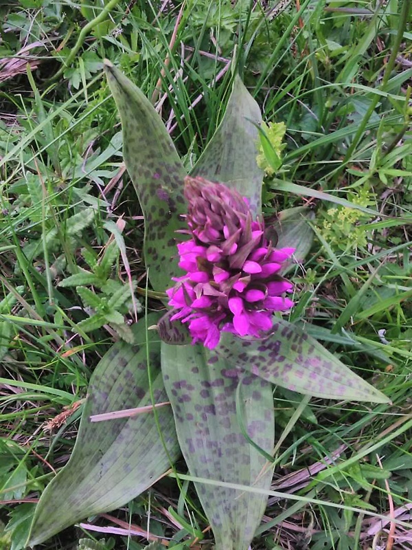 vstavačovec májový pravý Dactylorhiza majalis subsp. majalis (Reincherb.) Hunt & Summerh.