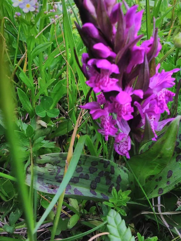 vstavačovec májový pravý Dactylorhiza majalis subsp. majalis (Reincherb.) Hunt & Summerh.