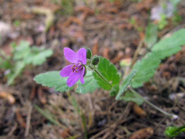 bocianik Erodium malacoides