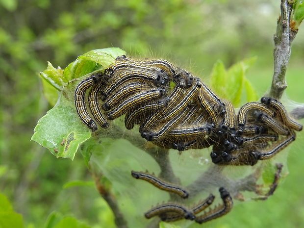 priadkovec obrúčkatý Malacosoma neustria