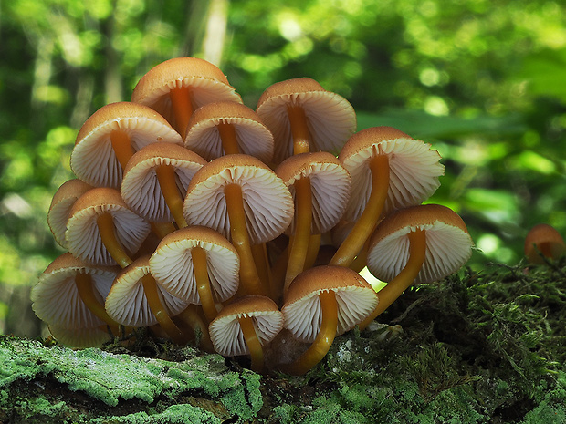 prilbička žltohlúbiková Mycena renati Quél.