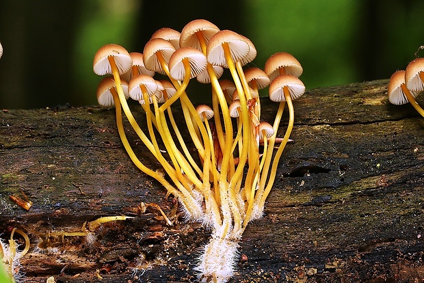 prilbička žltohlúbiková Mycena renati Quél.