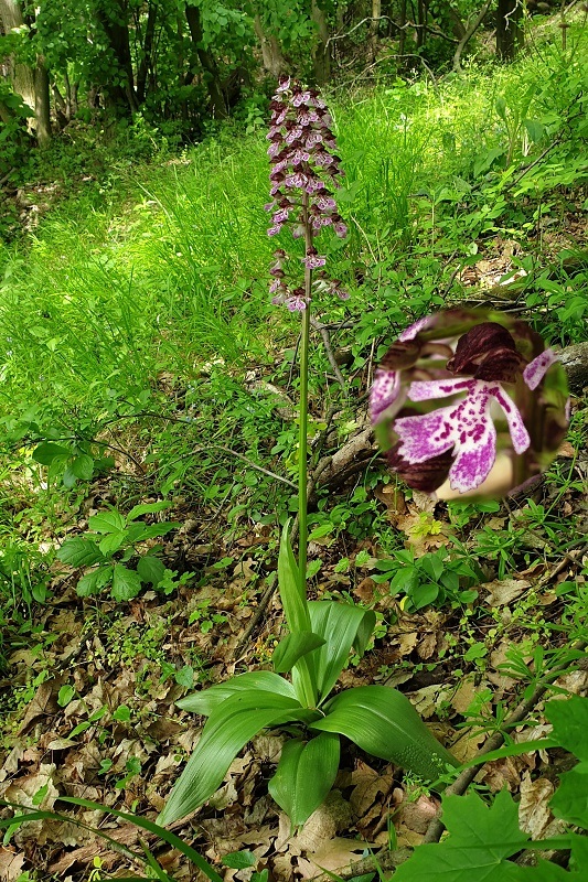 vstavač purpurový Orchis purpurea Huds.