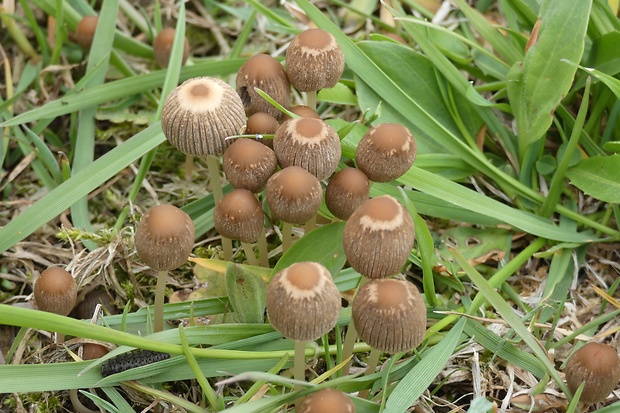 hnojník ozdobný Parasola plicatilis (Curtis) Redhead, Vilgalys & Hopple