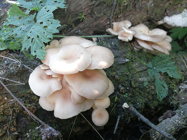 hliva lievikovitá Pleurotus cornucopiae (Paulet) Rolland