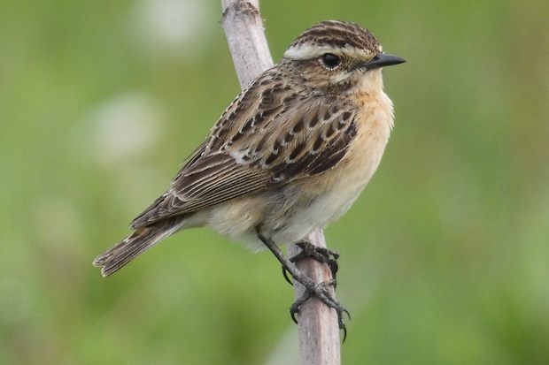 pŕhľaviar červenkastý Saxicola rubetra