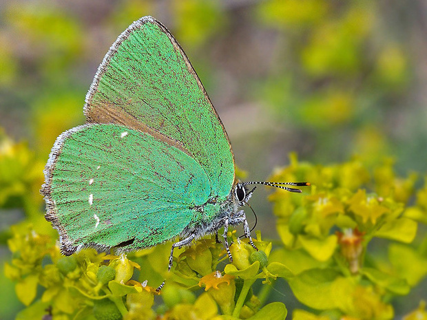 ostrôžkár černicový Callophrys rubi